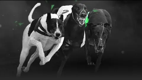 广东队逆袭加强，布朗洛夫顿难敌！新星有望成为冠军克星？